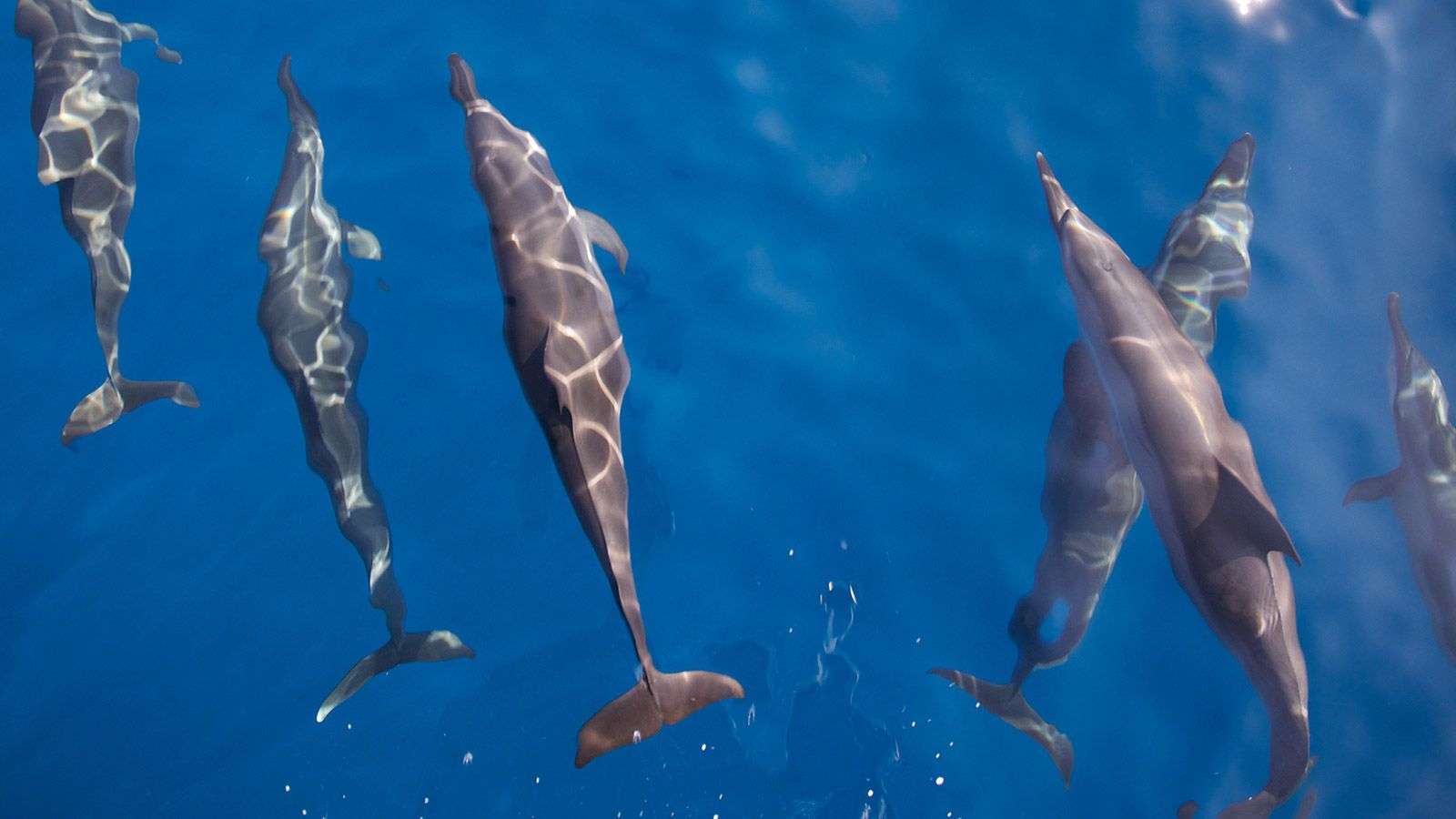 Dolphins surfacing in the lagoon off Hurawalhi at sunset