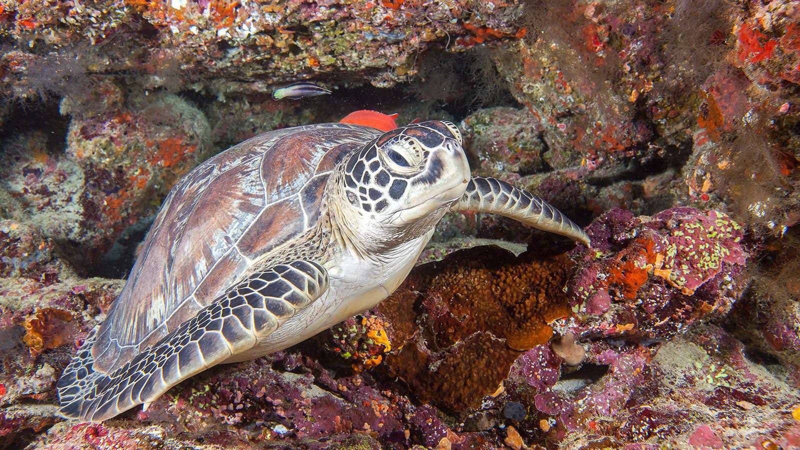 A green turtle swimming over Hurawalhi's house reef